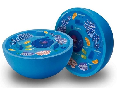 Модель в разрезе. Клетка животного Модель в разрезе. Клетка животного