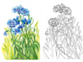 Раскраска Луговые цветы Раскраска Луговые цветы